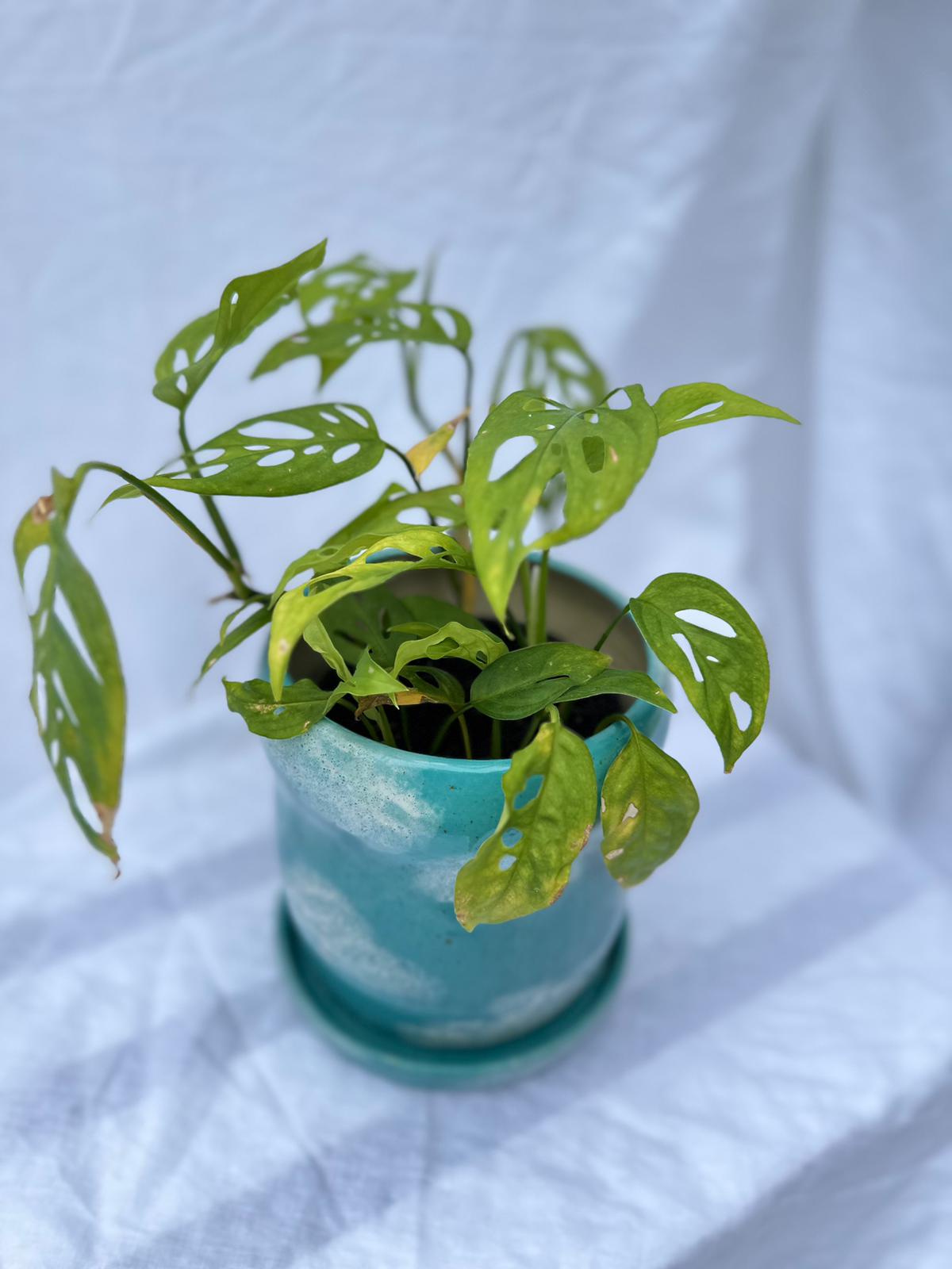 Cloud Planter